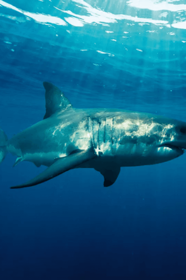 Inmersión con tiburón blanco